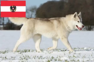 Read more about the article Husky crescători și căței în Austria
