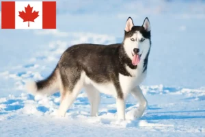 Read more about the article Husky crescători și căței în Canada