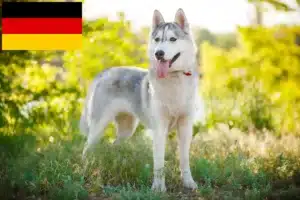 Read more about the article Husky crescători și căței în Germania