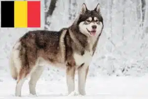 Read more about the article Husky crescători și căței în Belgia