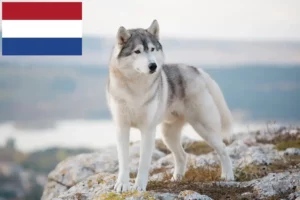 Read more about the article Husky crescători și căței în Olanda