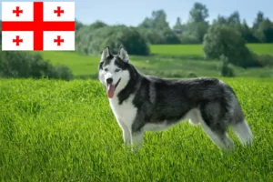 Read more about the article Husky crescători și căței în Georgia
