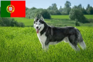 Read more about the article Husky crescători și căței în Portugalia