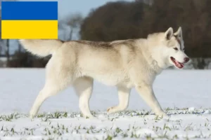 Read more about the article Husky crescători și căței în Ucraina