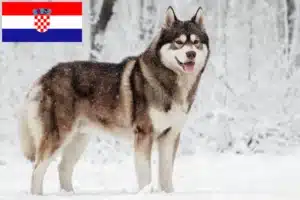 Read more about the article Husky crescători și căței în Croația