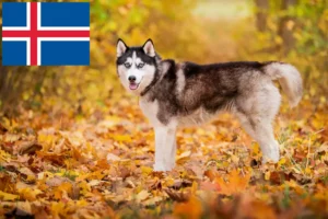 Read more about the article Husky crescători și căței în Islanda