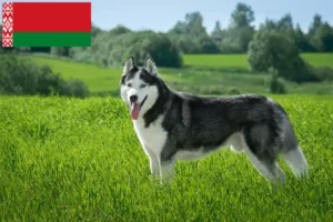 Read more about the article Husky crescători și căței în Belarus