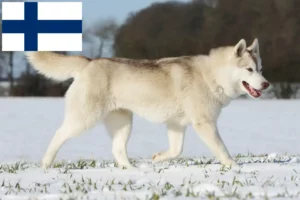 Read more about the article Husky crescători și căței în Finlanda