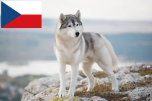 Read more about the article Husky crescători și căței în Republica Cehă