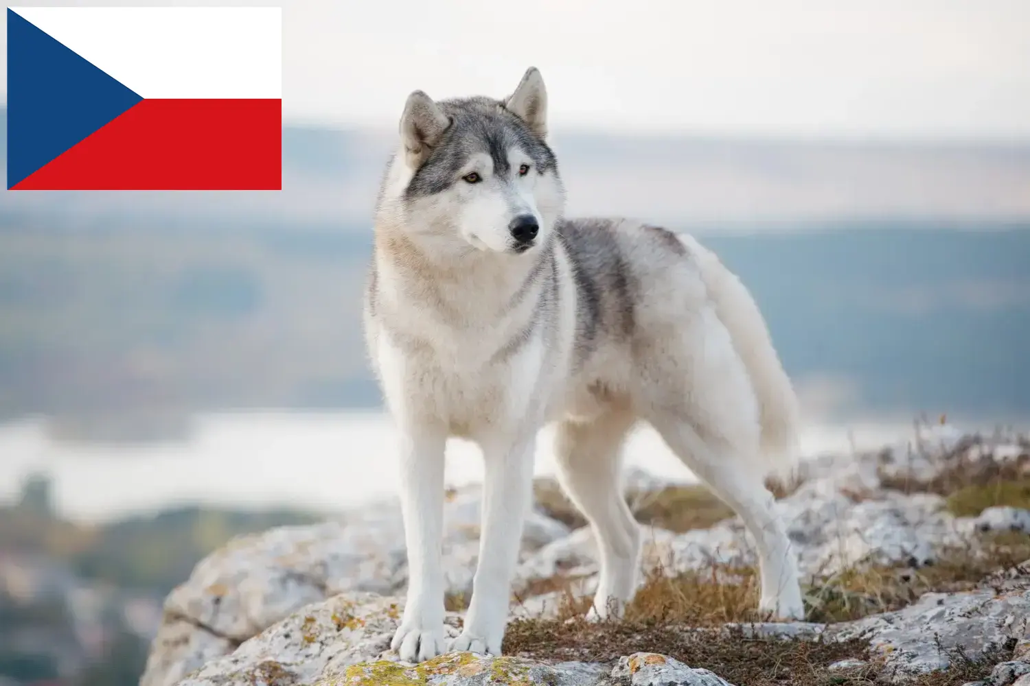 Read more about the article Husky crescători și căței în Republica Cehă