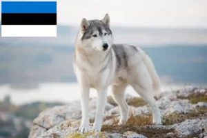 Read more about the article Husky crescători și căței în Estonia