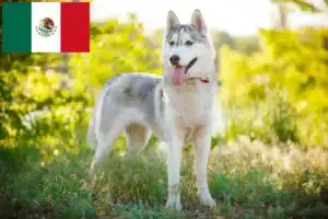 Read more about the article Husky crescători și căței în Mexic