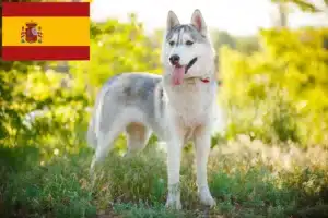 Read more about the article Husky crescători și căței în Spania