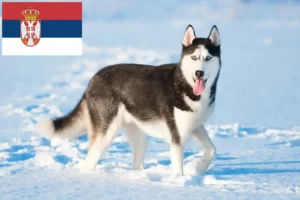 Read more about the article Husky crescători și căței în Serbia