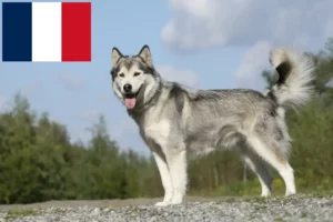 Read more about the article Husky crescători și căței în Franța