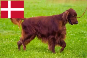 Read more about the article Irish Red Setter crescători și căței în Danemarca