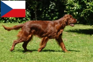 Read more about the article Irish Red Setter crescători și căței în Republica Cehă