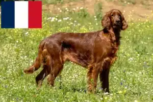 Read more about the article Irish Red Setter crescători și căței în Franța