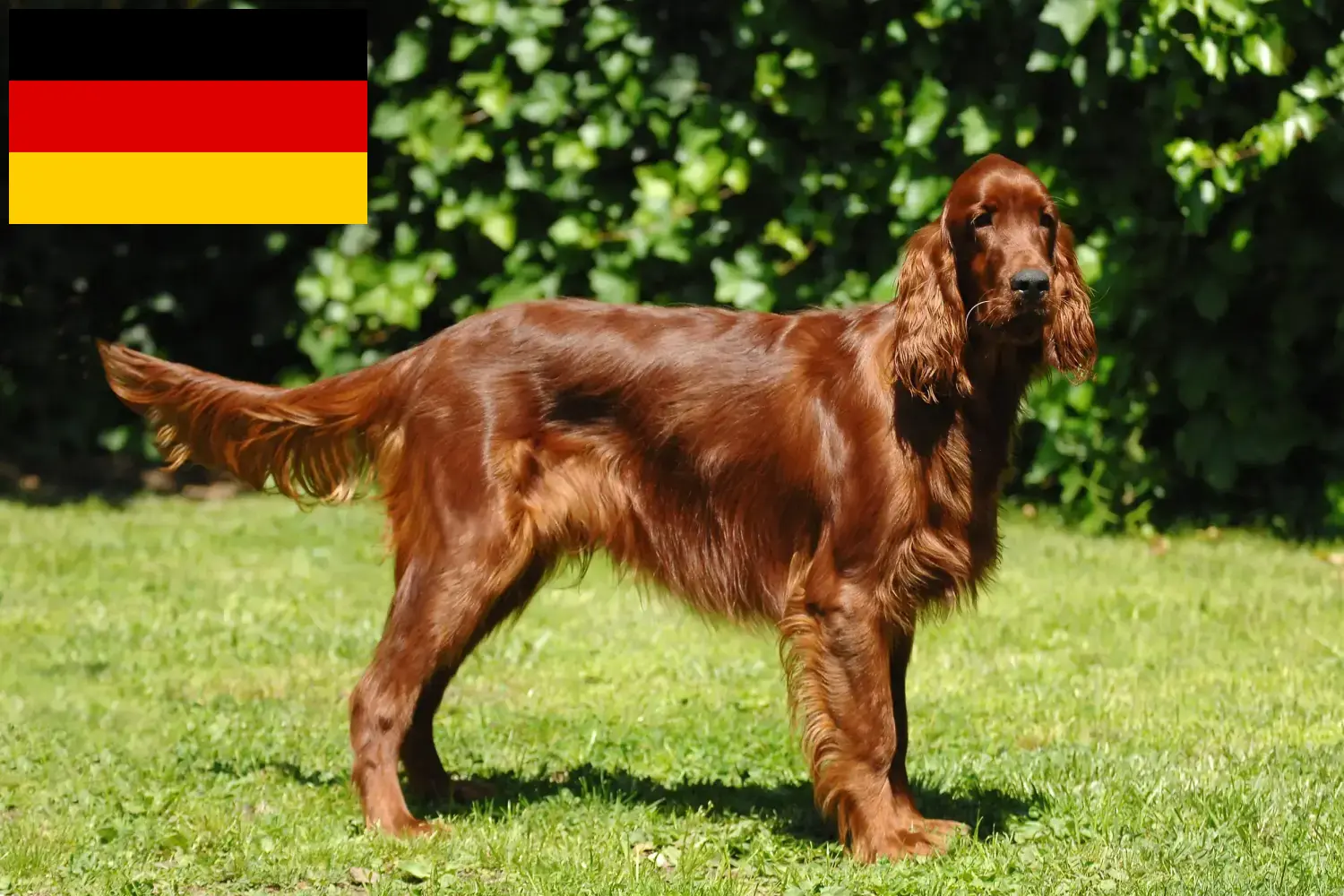Irish Red Setter cățeluși și crescători Germania Aici puteți găsi crescători de Irish Red Setter în Germania.