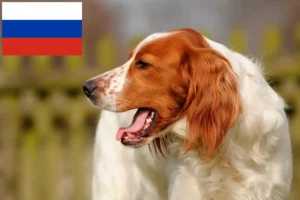 Read more about the article Crescători și căței de Setter irlandez roșu și alb în Rusia