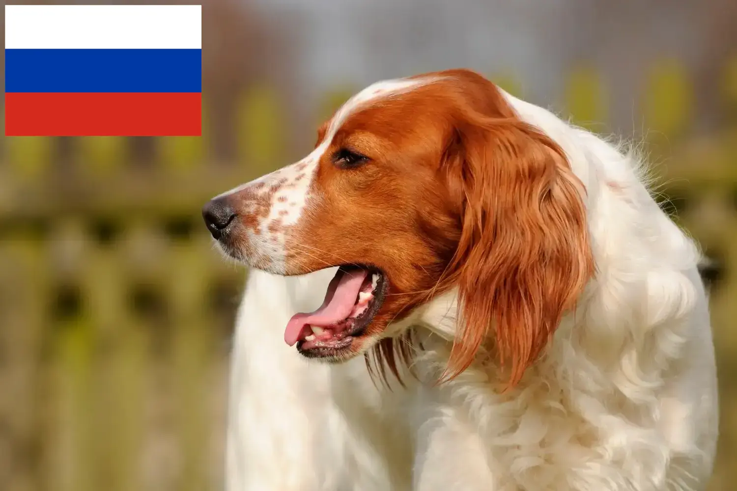 Irish Red and White Setter căței și crescători Rusia Găsește crescători de Setter irlandez roșu și alb în Rusia.