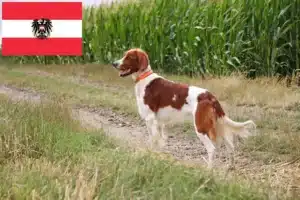 Read more about the article Crescători și căței de Setter irlandez roșu și alb în Austria