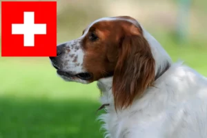 Read more about the article Irish Red and White Setter crescători și căței în Elveția