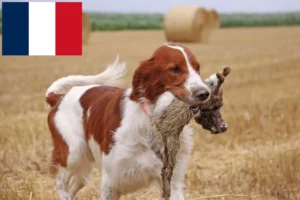 Read more about the article Crescători și căței de Setter irlandez roșu și alb în Franța
