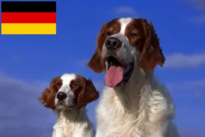 Read more about the article Irish Red and White Setter crescători și căței în Germania
