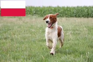 Read more about the article Irish Red and White Setter crescători și căței în Polonia