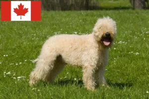 Read more about the article Irish Soft Coated Wheaten Terrier crescători și căței în Canada