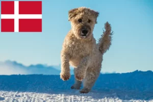 Read more about the article Irish Soft Coated Wheaten Terrier crescători și căței în Danemarca