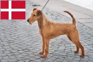 Read more about the article Irish Terrier crescători și căței în Danemarca