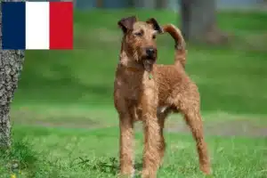 Read more about the article Irish Terrier crescători și căței în Franța