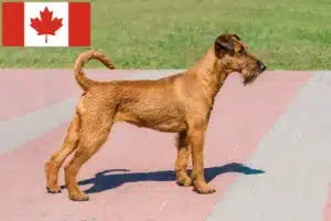 Read more about the article Irish Terrier Crescători și căței în Canada
