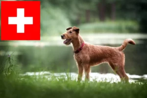 Read more about the article Irish Terrier crescători și căței în Elveția