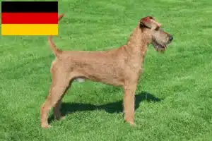 Read more about the article Irish Terrier crescători și căței în Germania