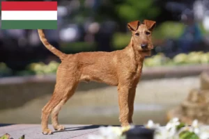 Read more about the article Irish Terrier crescători și căței în Ungaria