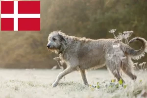 Read more about the article Irish Wolfhound crescători și căței în Danemarca