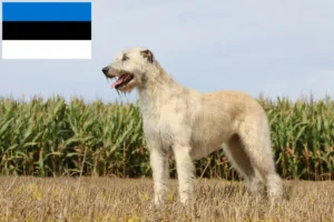 Read more about the article Irish Wolfhound crescători și căței în Estonia