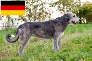 Read more about the article Irish Wolfhound crescători și căței în Germania
