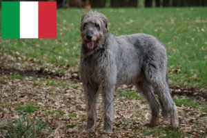 Read more about the article Irish Wolfhound crescători și căței în Italia