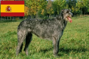 Read more about the article Irish Wolfhound crescători și căței în Spania