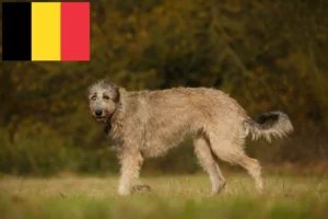 Read more about the article Irish Wolfhound crescători și căței în Belgia