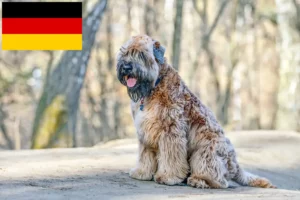 Read more about the article Irish Soft Coated Wheaten Terrier crescători și căței în Germania