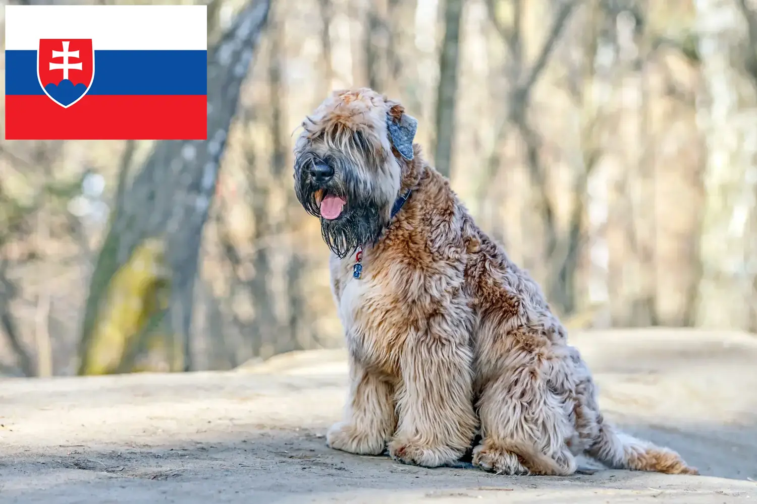 Irish Soft Coated Wheaten Terrier căței și crescători de câini din Slovacia Găsiți aici crescători de Irish Soft Coated Wheaten Terrier în Slovacia.