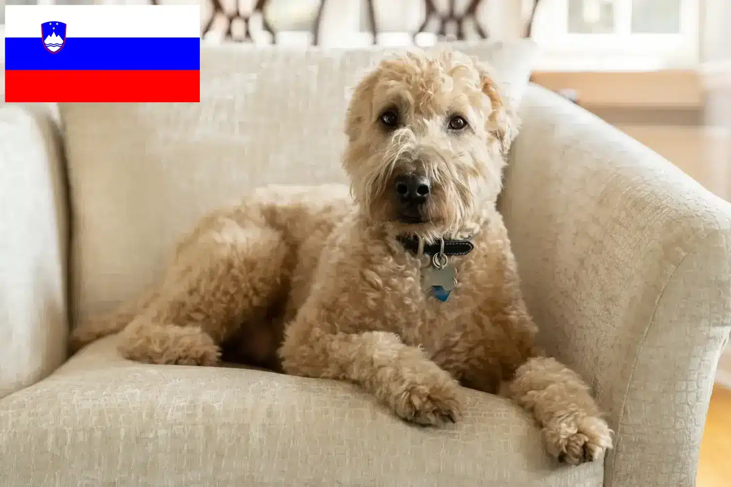 Read more about the article Irish Soft Coated Wheaten Terrier crescători și căței în Slovenia