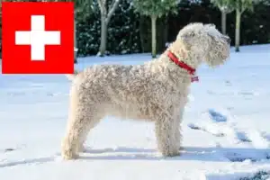 Read more about the article Irish Soft Coated Wheaten Terrier crescători și căței în Elveția