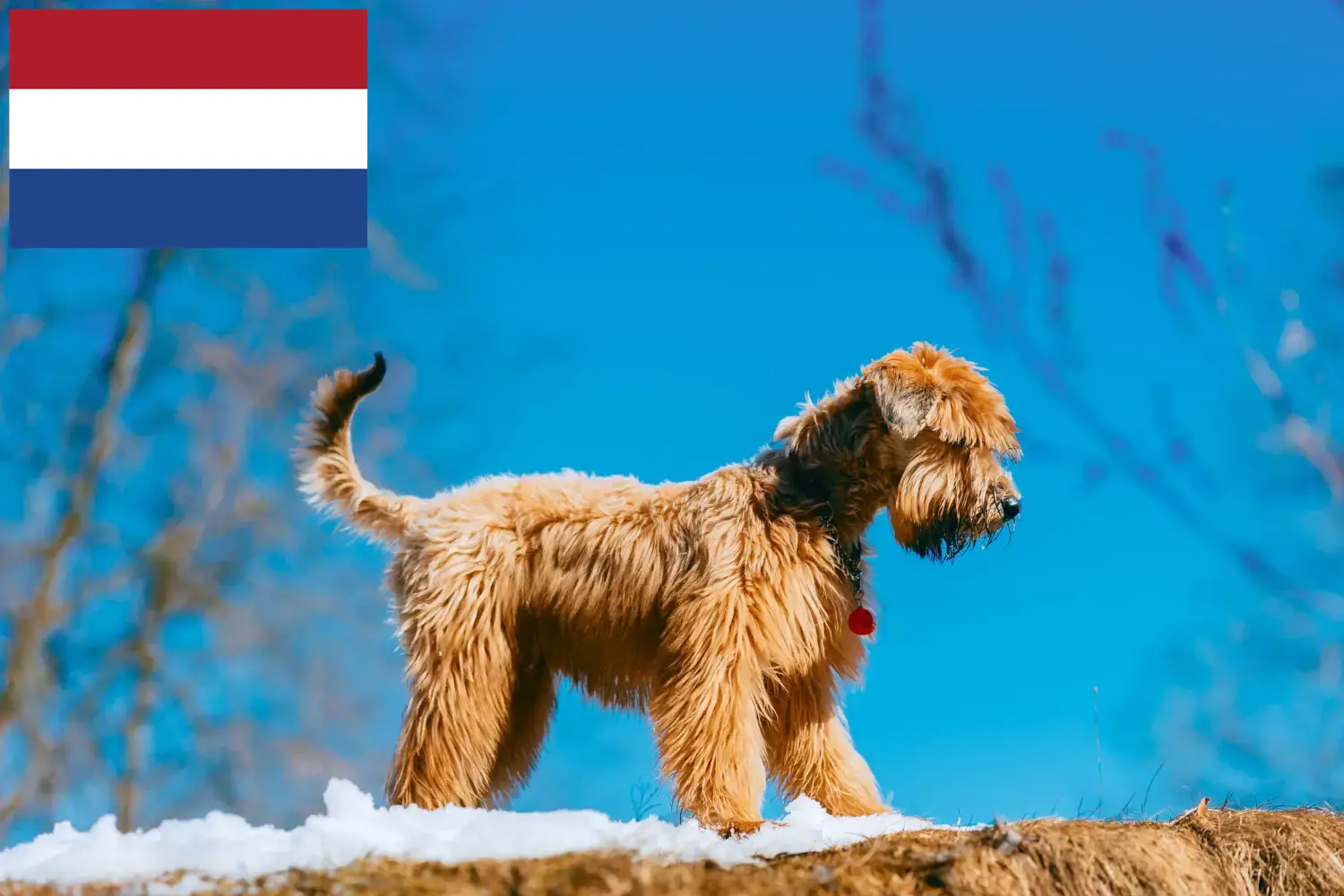 Irish Soft Coated Wheaten Terrier cățeluși și crescători Olanda Găsește crescători de Irish Soft Coated Wheaten Terrier în Olanda.
