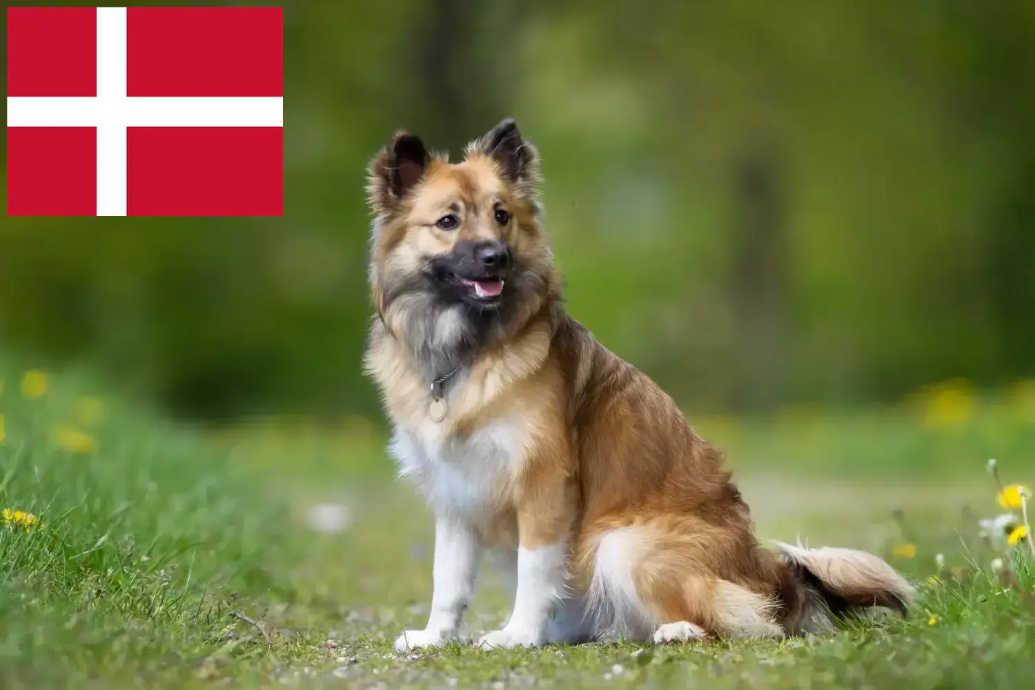 Islandez câine cățeluși și Breeder Danemarca Găsiți crescători de câini islandezi în Danemarca.